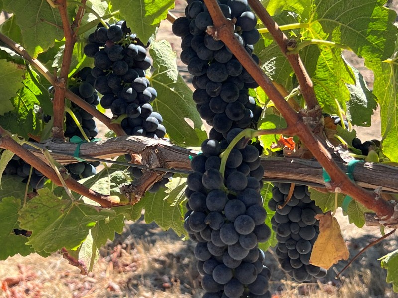 Harvest